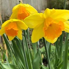 Red Devon Daffodil (Narcissus Red Devon) Img 3